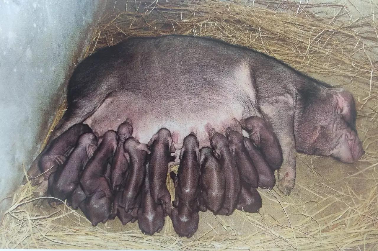 1982年2月17日,江阴市的一头二花脸猪光荣地产下足足42只幼崽,其中