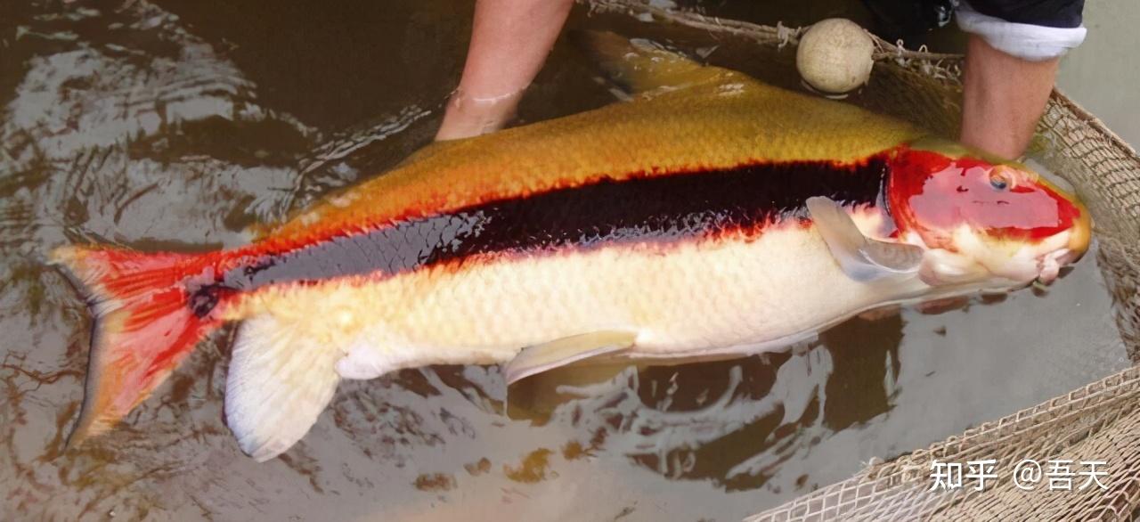 三峡水库蓄水20年了是鱼儿的天堂水库里的鱼到底能长到多大