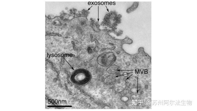 细胞外囊泡与细胞外泌体有什么区别呢 - 知乎