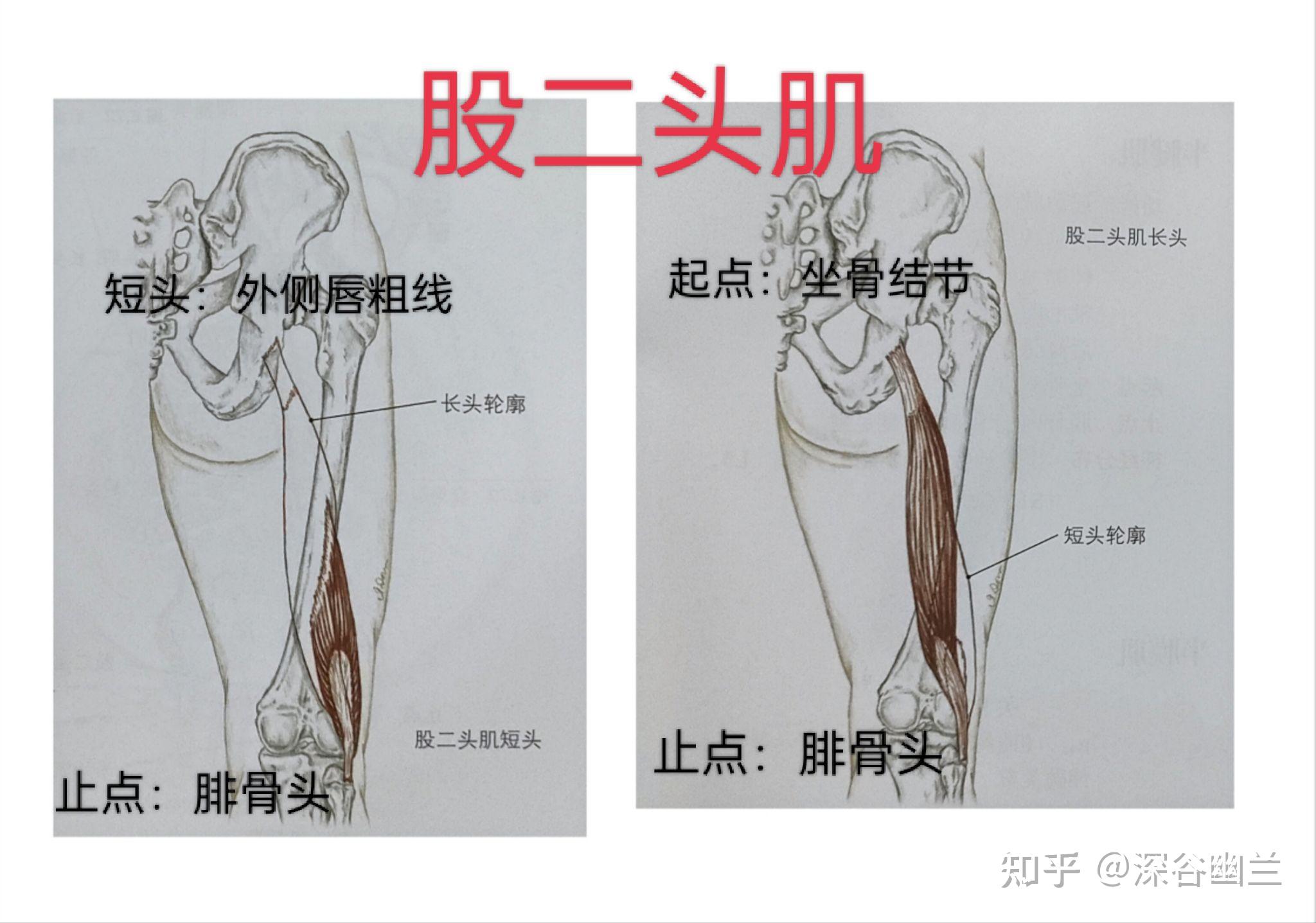 屈膝的肌肉有股二头肌,踇长屈肌(弱),跖肌(弱)