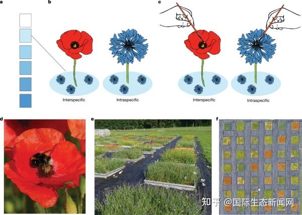 NATURE：传粉昆虫的竞争破坏了植物共存的稳定 - 知乎
