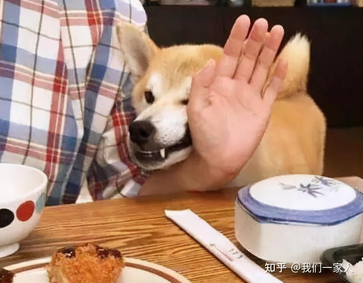 当你身上带有食物的味道时,狗狗肯定围在你身边,在你身上闻来闻去,就