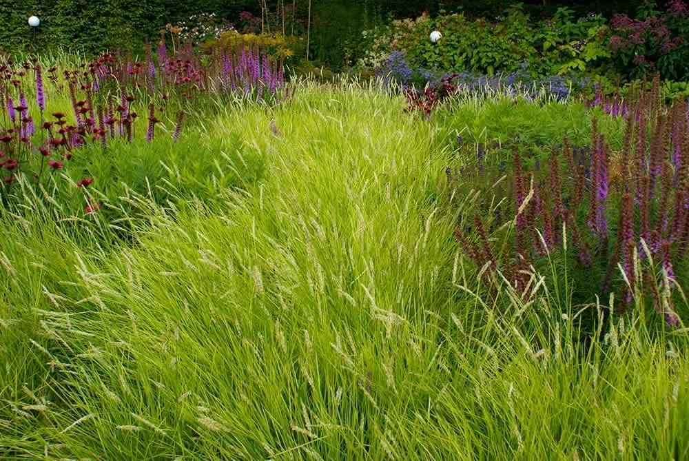 收藏景观设计中常见花镜植物汇总