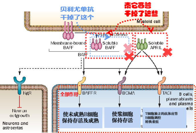 治疗系统性红斑狼疮的生物制剂有哪些说说泰它西普贝利尤单抗利妥昔