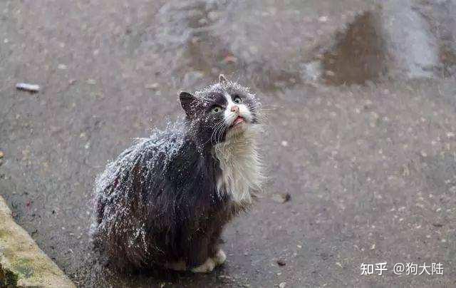 流浪猫究竟有多辛苦?它们的尽头是什么?看完你就知道了 - 知乎