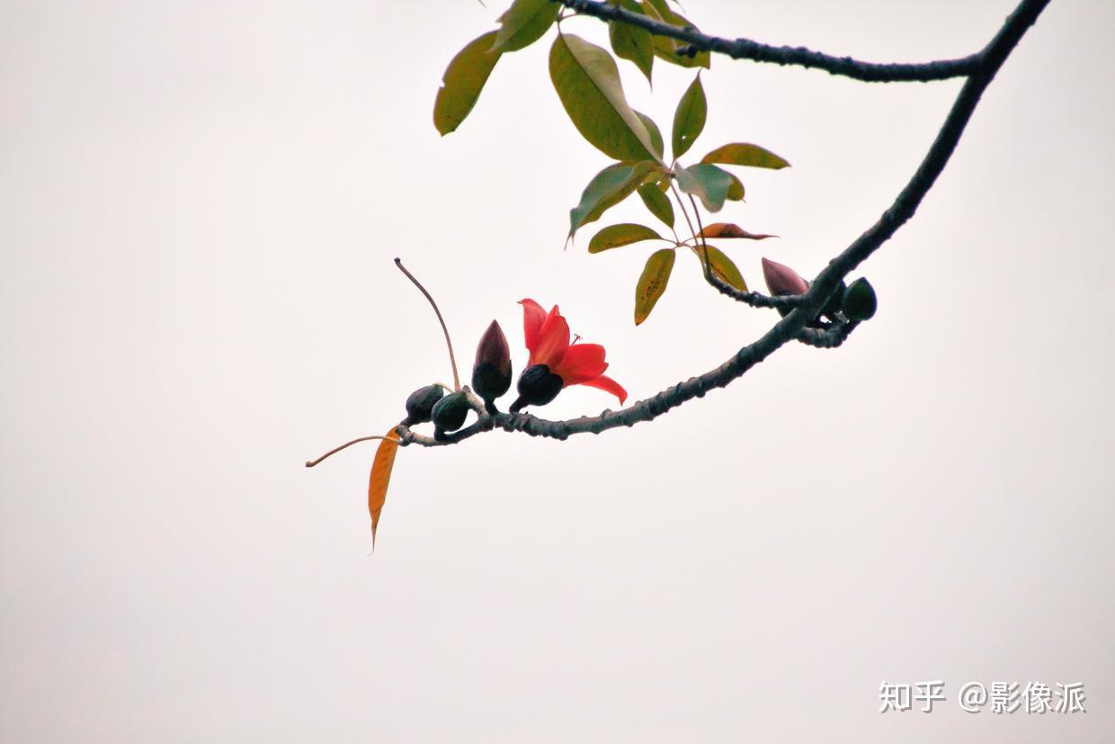 一册在手,拍花无忧 | 花卉摄影完全手册(上篇) - 知乎