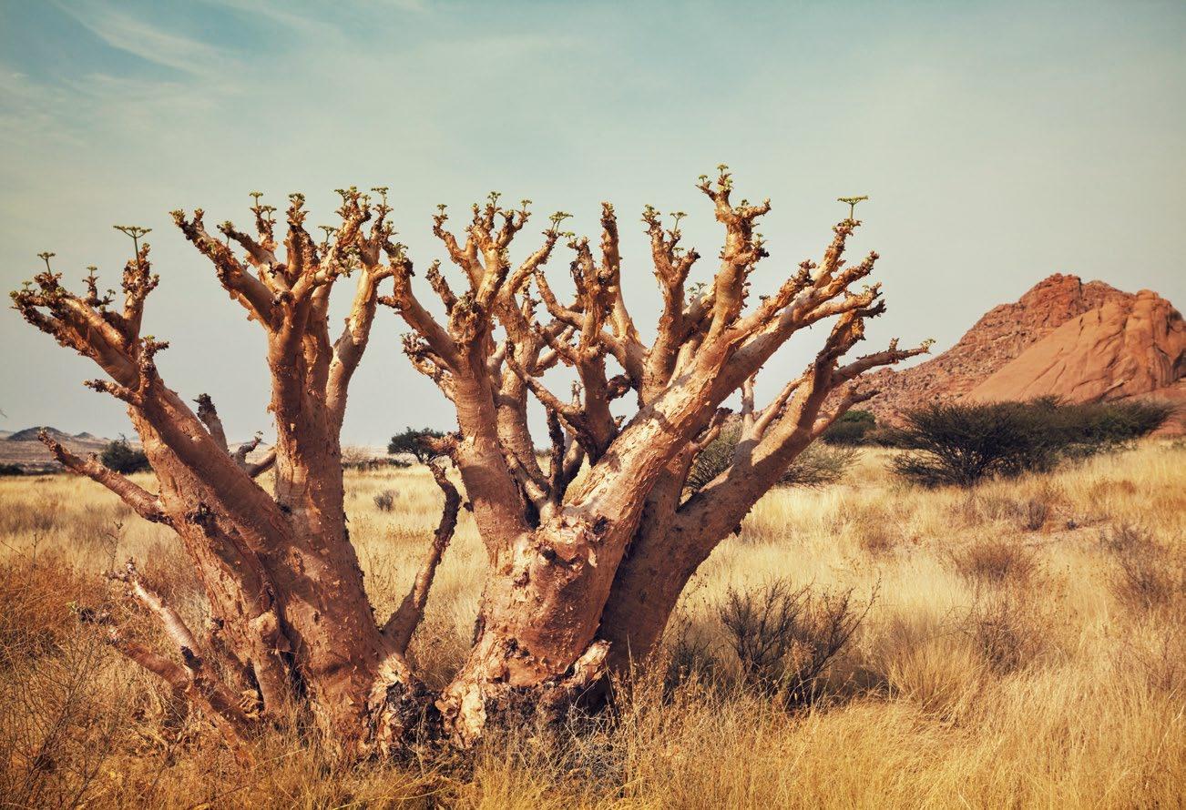 修路大师象鼩的奔跑「人生」