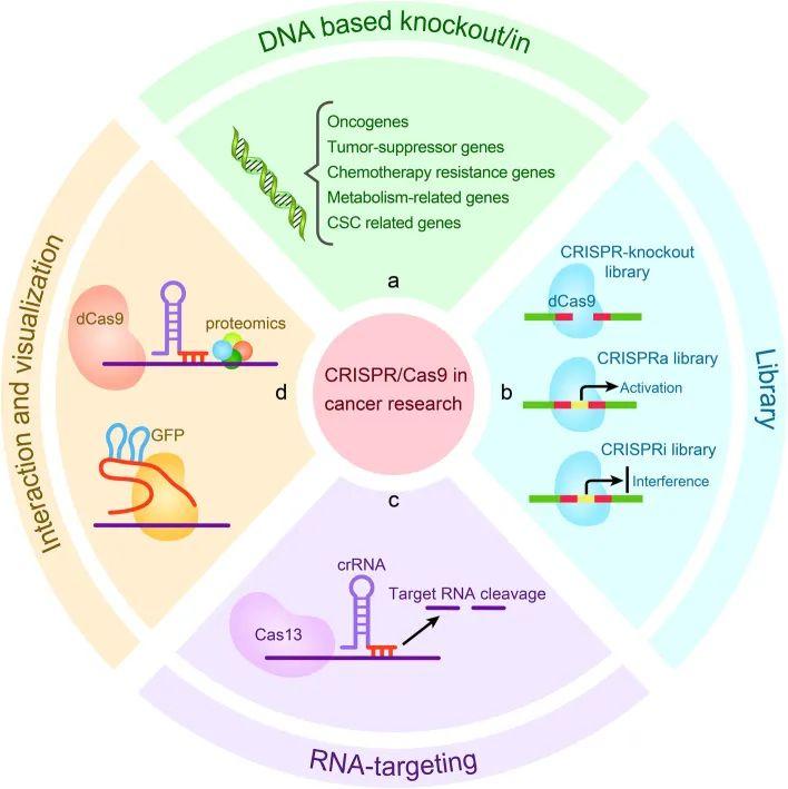 CRISPR/Cas9基因编辑技术在肿瘤中的应用与展望 - 知乎