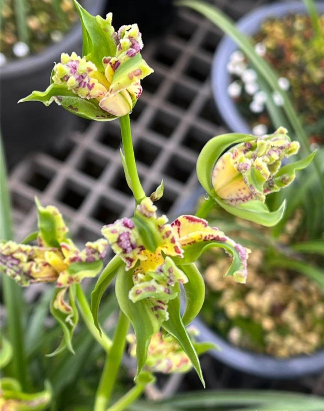 兰花名品佳韵奇蝶好运牡丹和天资牡丹开品鉴赏