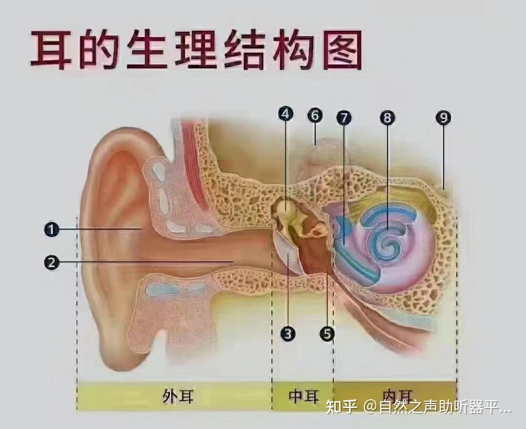 耳朵后面结构图与名称图片