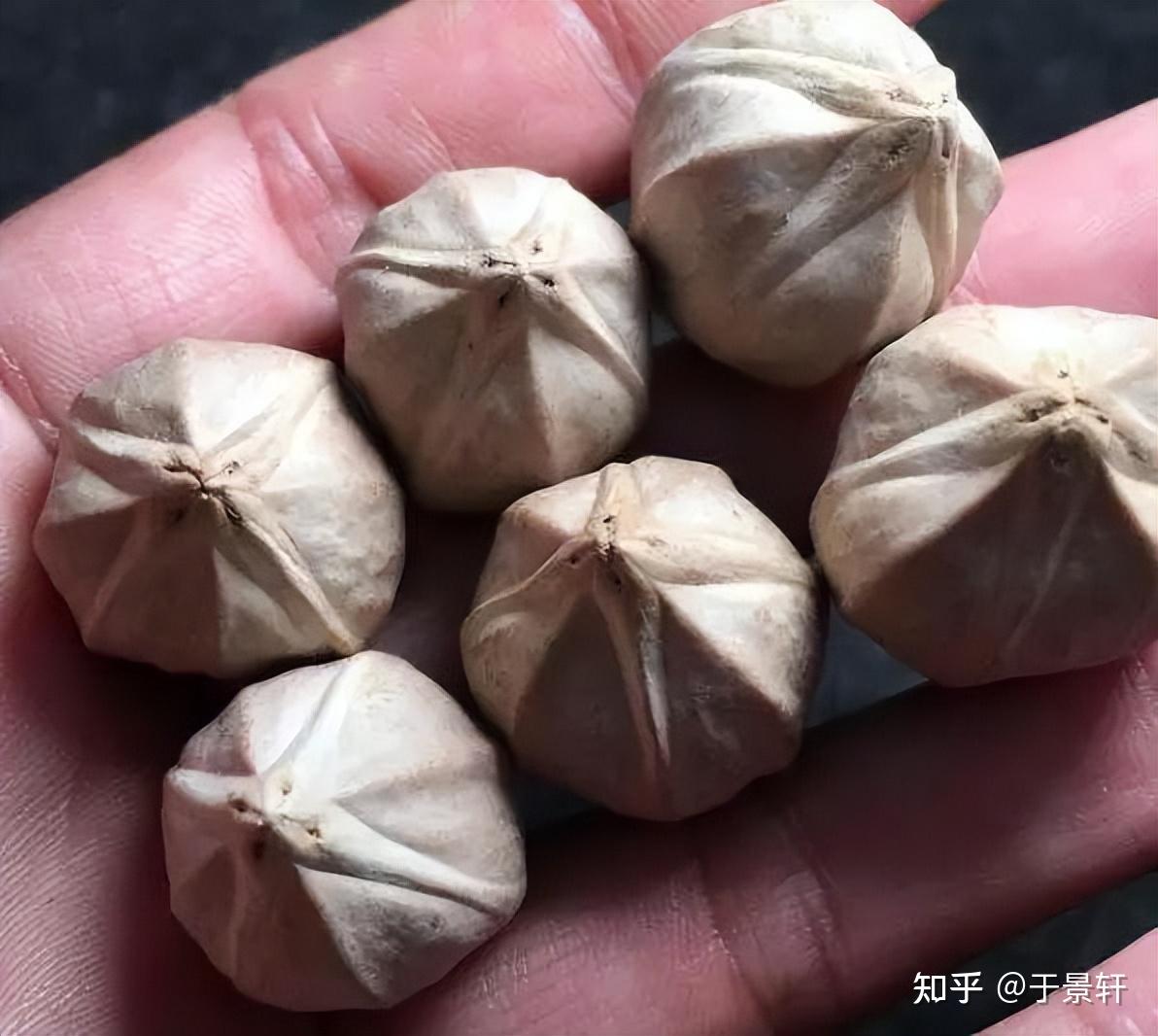 你玩的橄榄核是什么品种?搞清楚橄榄核的分类,玩核不迷茫! - 知乎