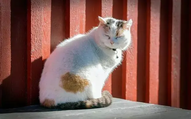 猫咪为什么喜欢做「 揣手手」的动作？ - 知乎