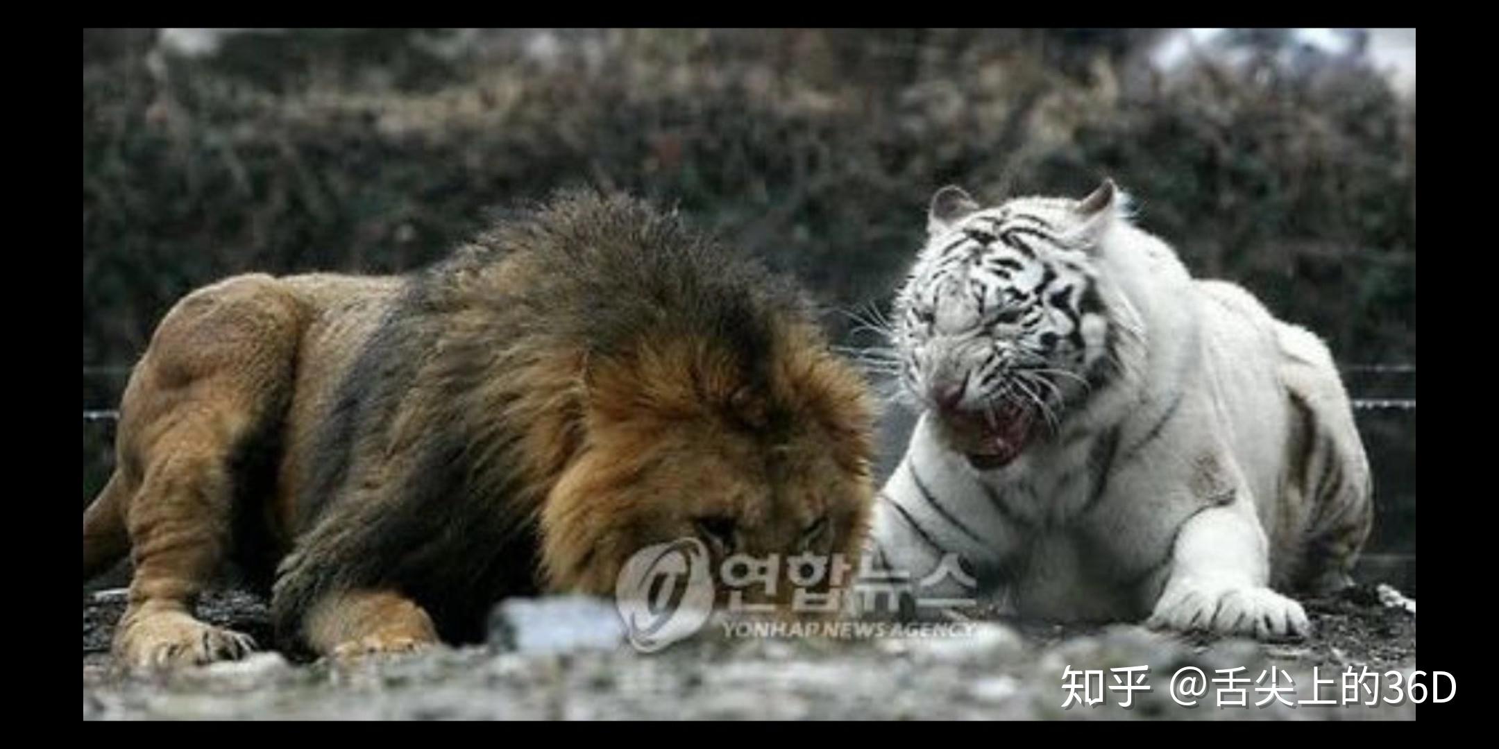 老虎vs狮子，究竟谁才是真正的兽中之王？ - 哔哩哔哩
