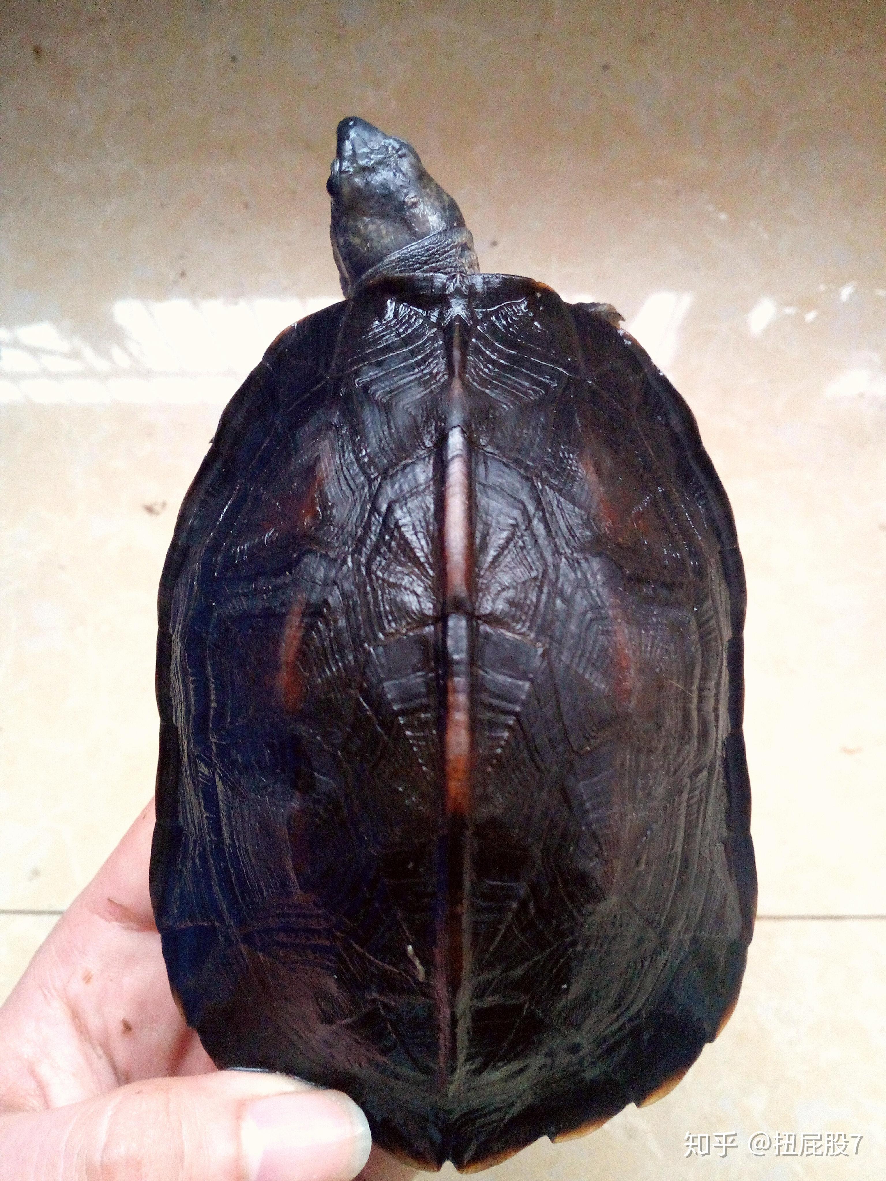 收购黑颈乌龟（臭龟）－金龟网