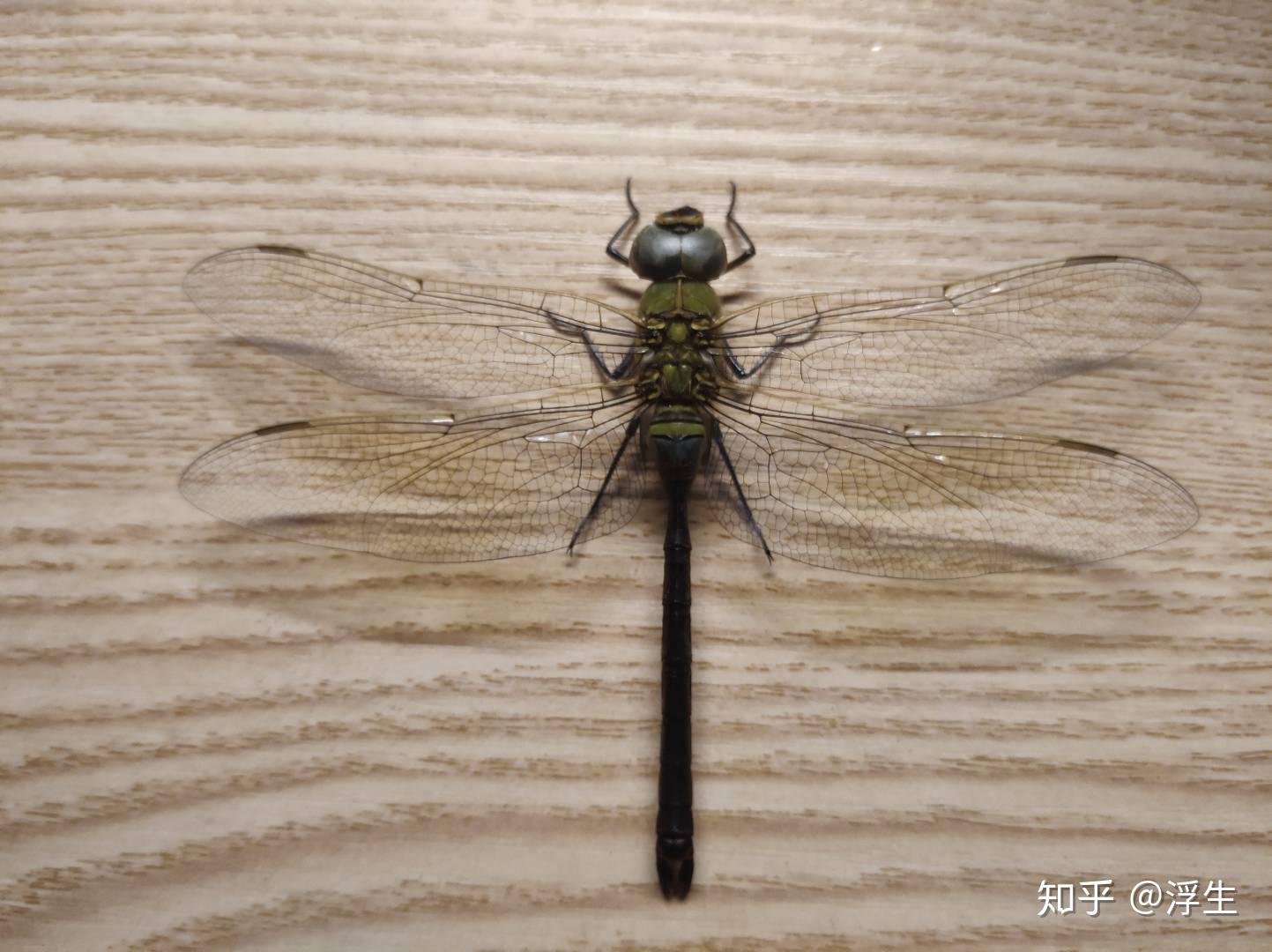 昆虫标本系列碧伟蜓