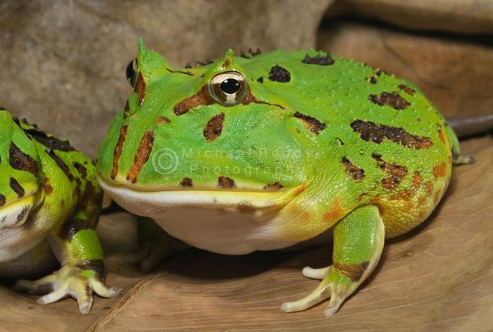 角蛙养角蛙钟角蛙南美角蛙霸王角蛙