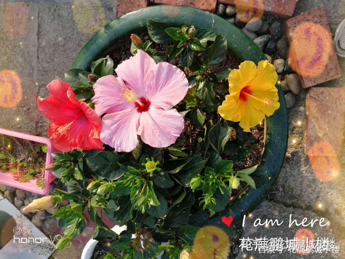 朱瑾花——花大艳丽又皮实耐晒 - 知乎