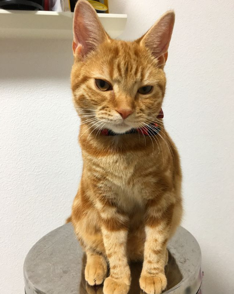 吸猫大会:美国短毛橘猫chico