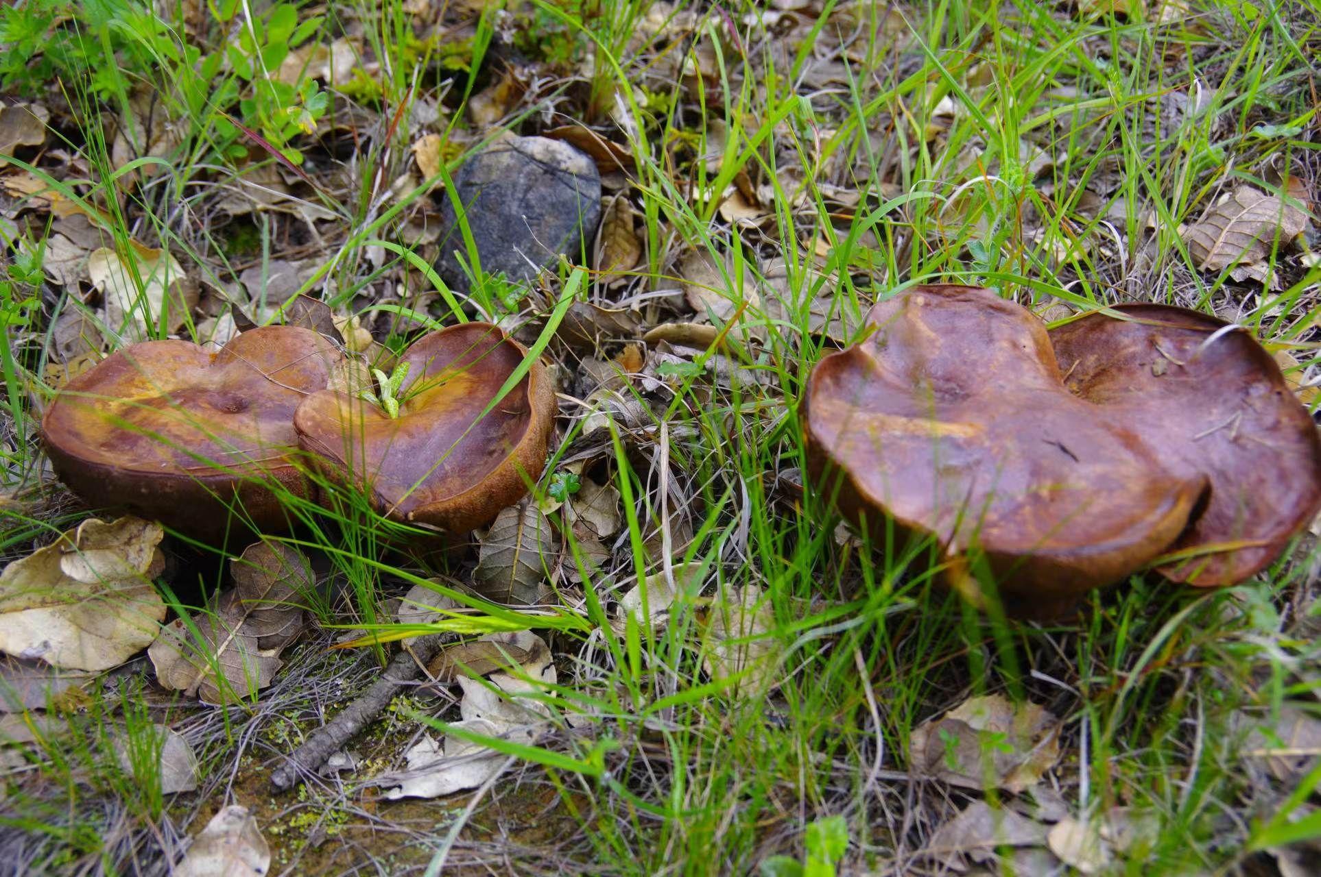 山野藏珍馐:紫盖牛肝菌 - 知乎