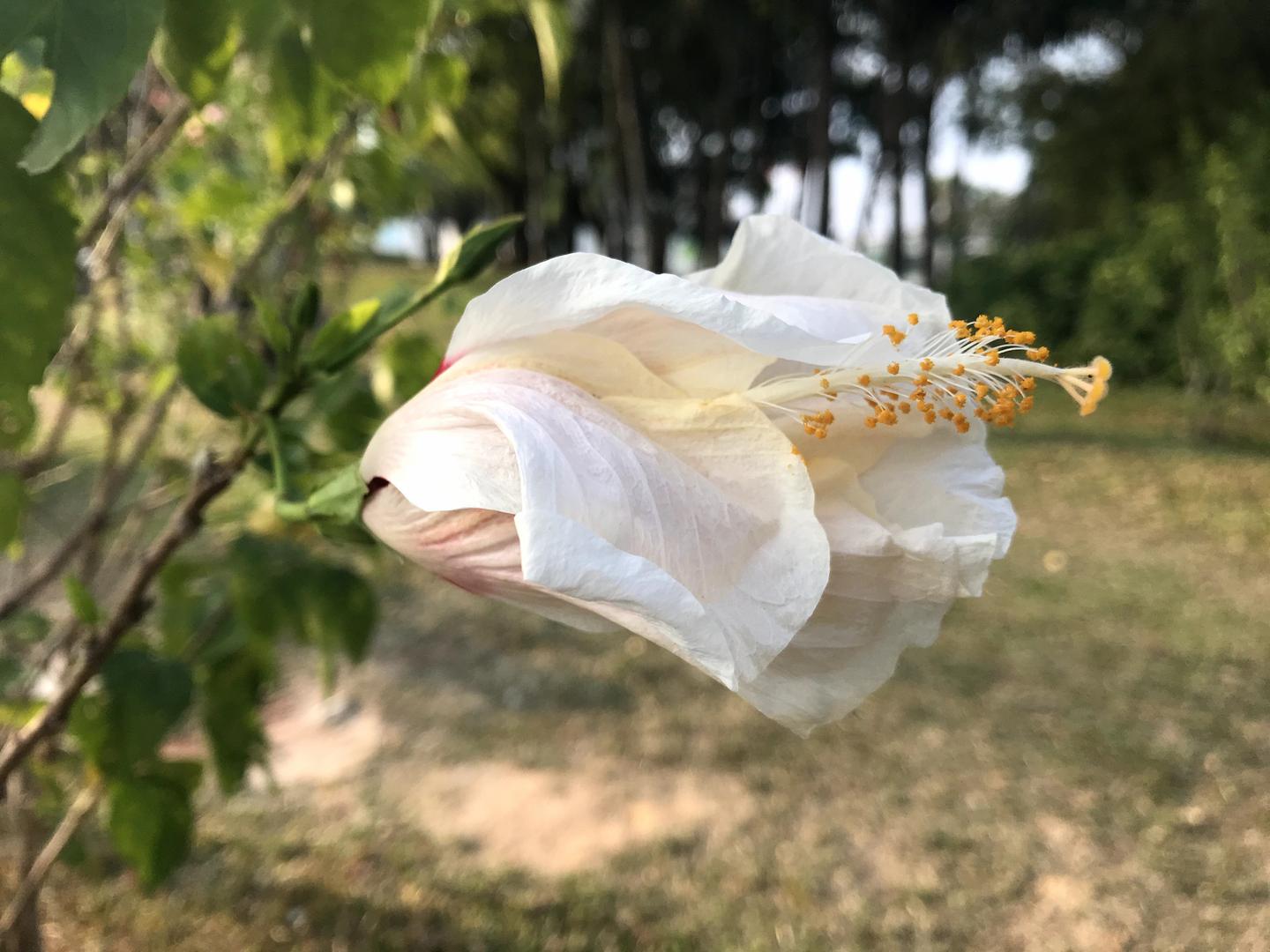 地毯式扫盲 深圳街头常见植物图鉴 上集 知乎