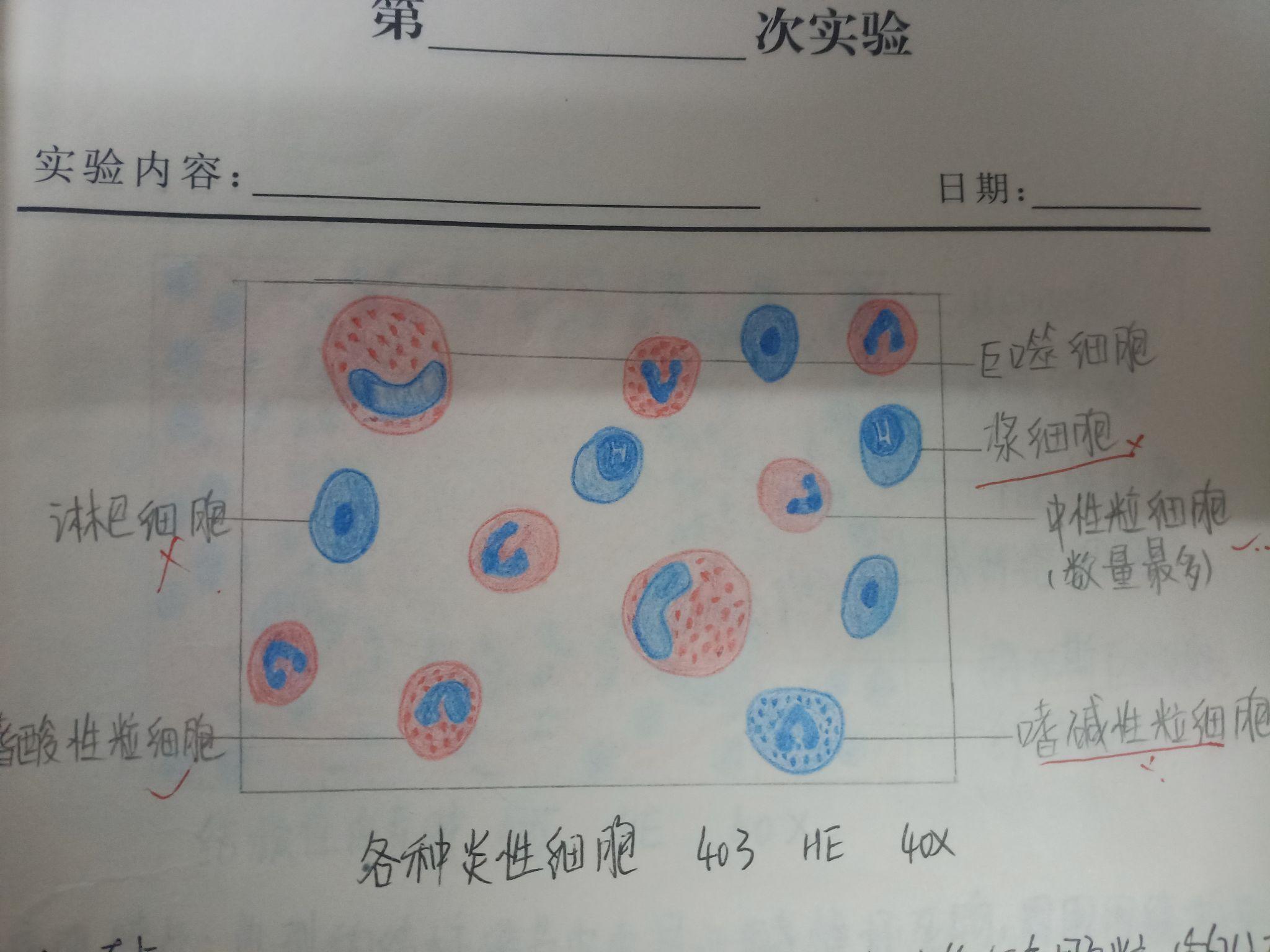 网织红细胞 红蓝铅笔图片