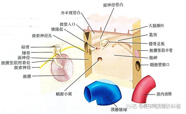 耳的应用解剖与生理|耳朵到底长什么样?(带视频:内镜下正常外耳道及鼓膜形态) - 知乎