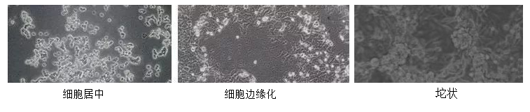干货/如何铺出漂亮的细胞板? - 知乎