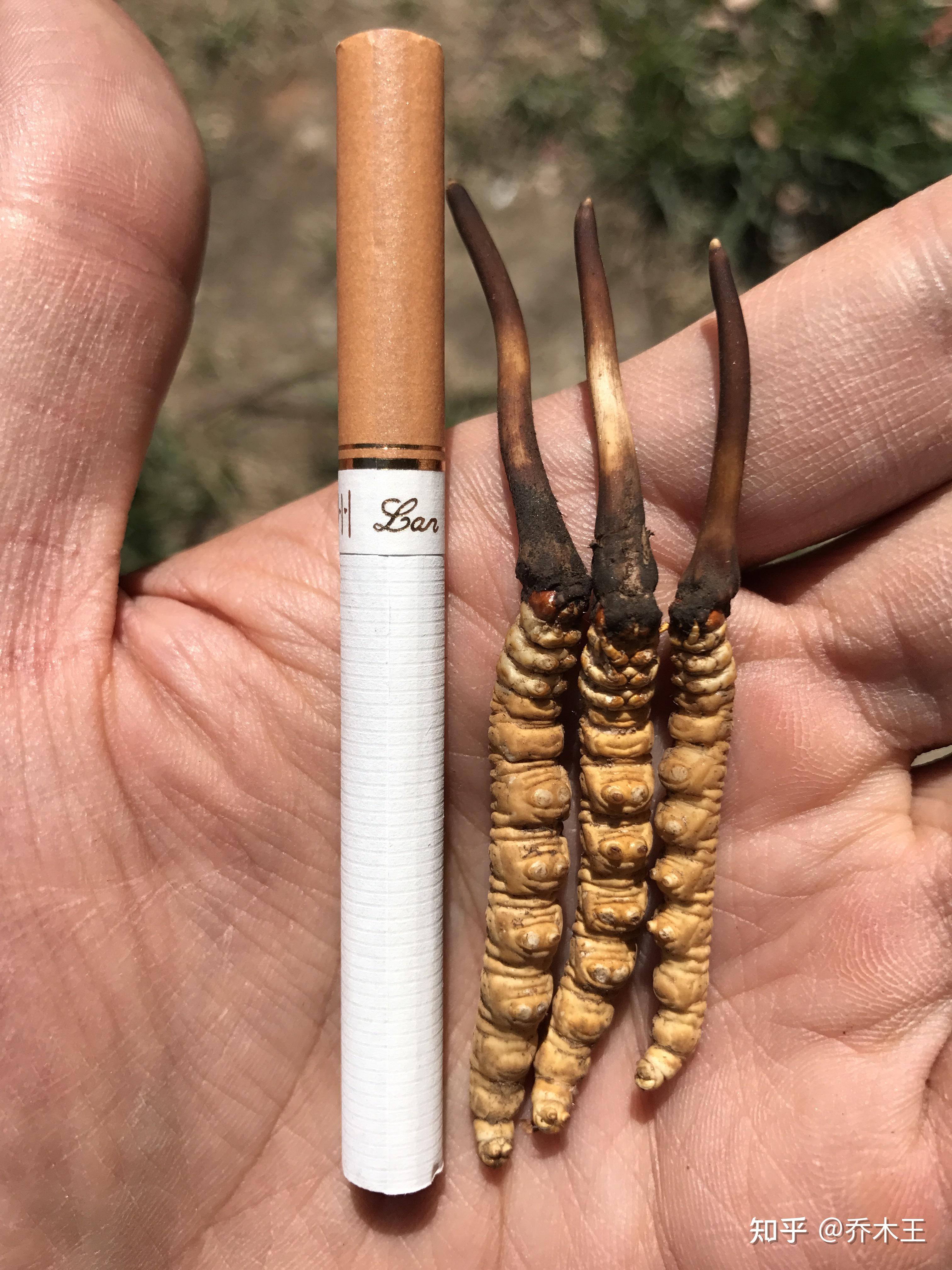 吃1根新鲜冬虫夏草顶吃3根干虫草!