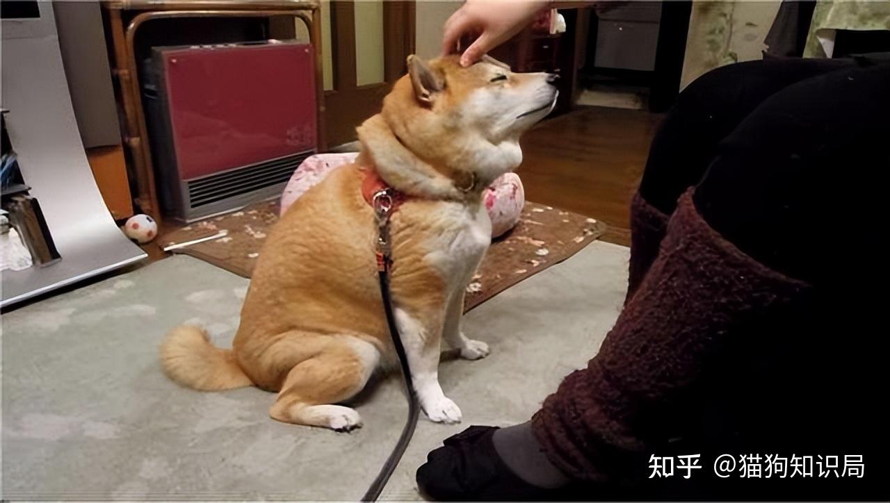 柴犬"舔人"很脏?其实它舔你,是想告诉你这些事情