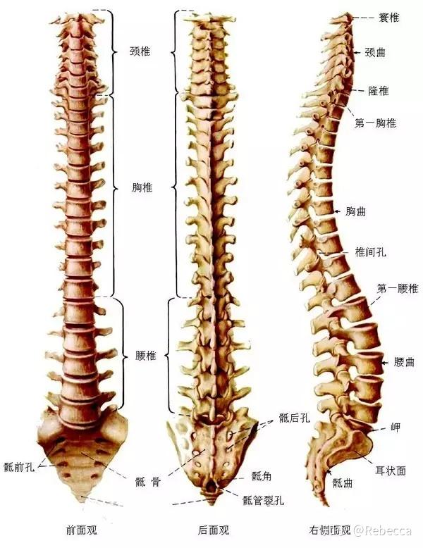 健身与我之脊柱中立位 - 知乎