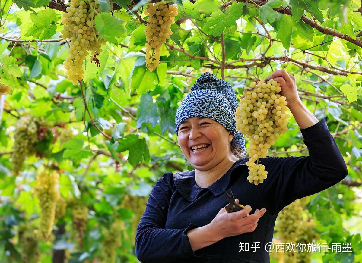 新疆旅游攻略时令水果篇
