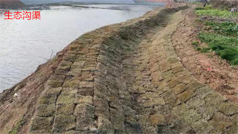 什么是水生态修复?劣V类水如何终结? - 知乎