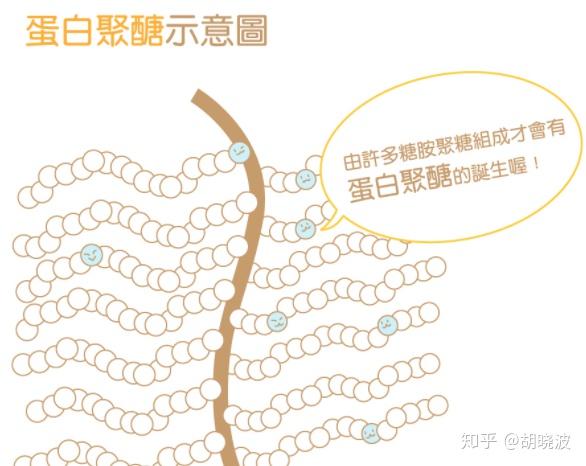 那么,第三个问题来了:这个gag和蛋白聚糖又是什么东西?