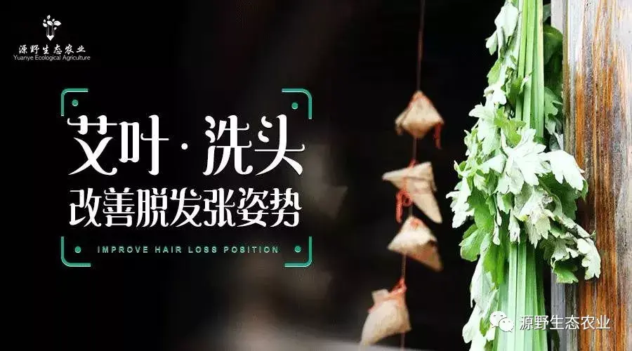 用艾叶煮水洗头意想不到的效果