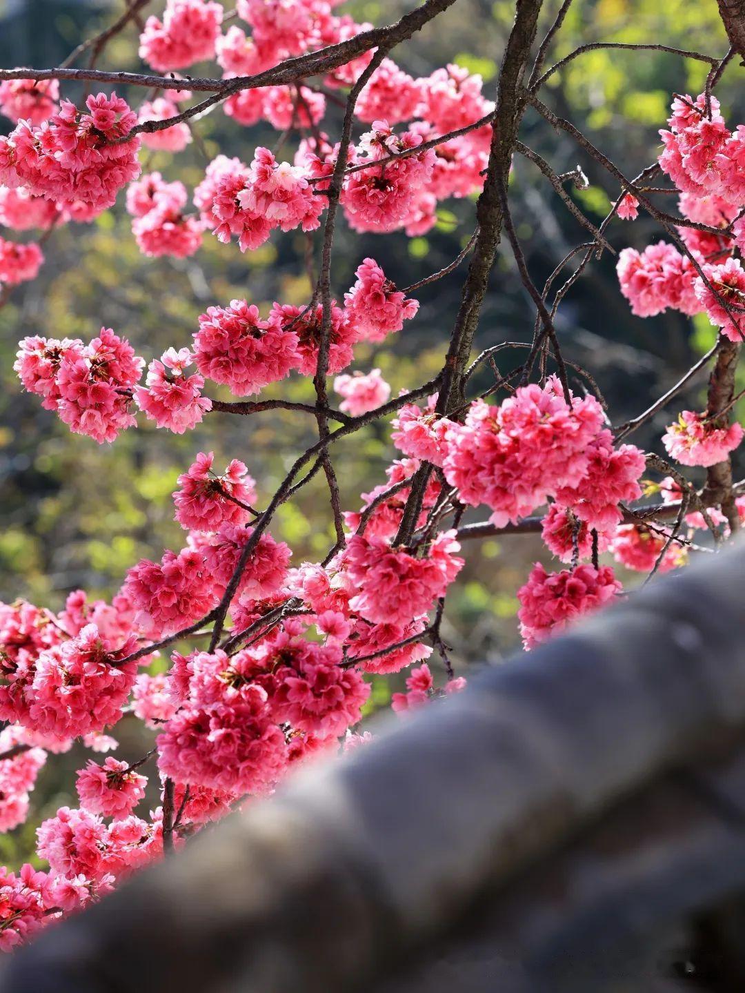 大理赏花不止理大这些小众樱花美景也不错请查收攻略