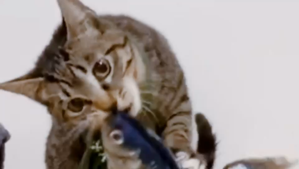 有哪些性价比很高的猫玩具 知乎