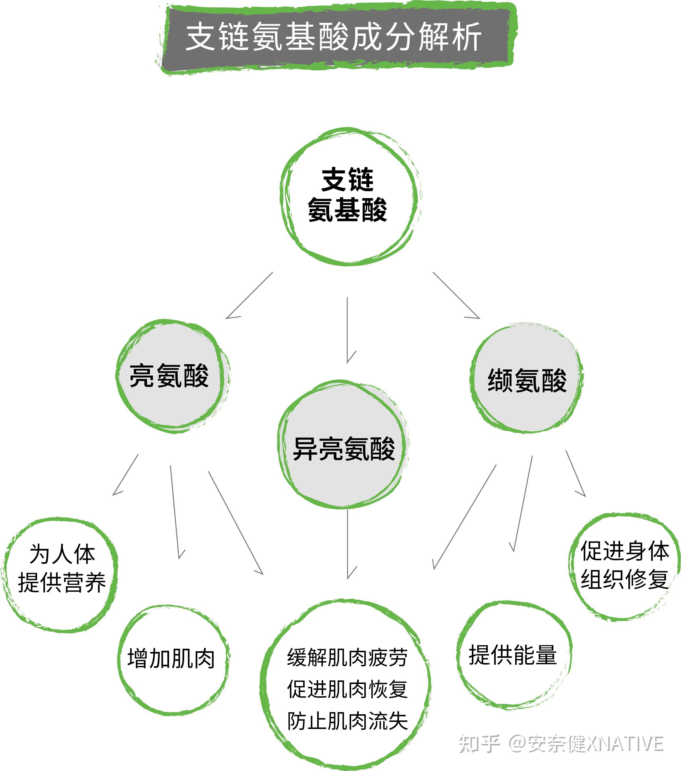 支链氨基酸的作用图片