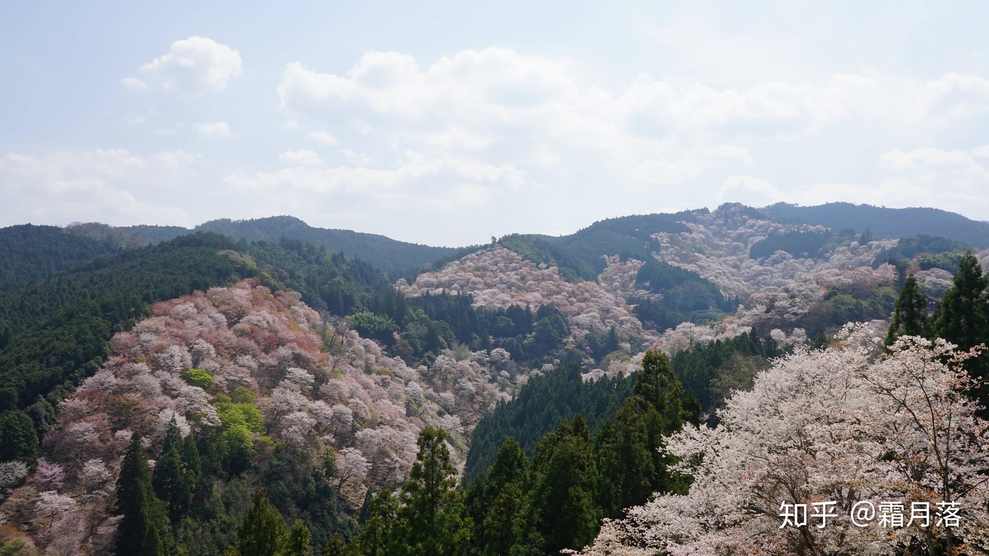 染井吉野樱是分布最广,种植最多,人气最高的品种,我们通称的日本樱花