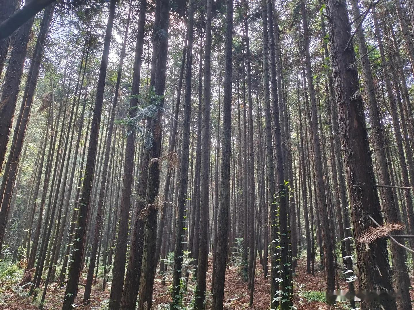 越密越好还是越稀越好?杉木的种植密度与经济效益的关系 - 知乎