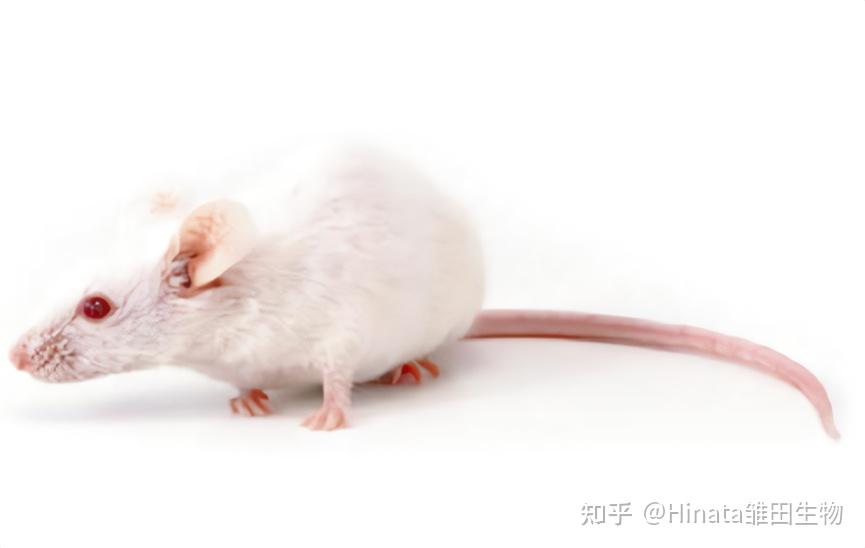 Balb/c, C57, 傻傻分不清楚？一文厘清实验小鼠 - 知乎