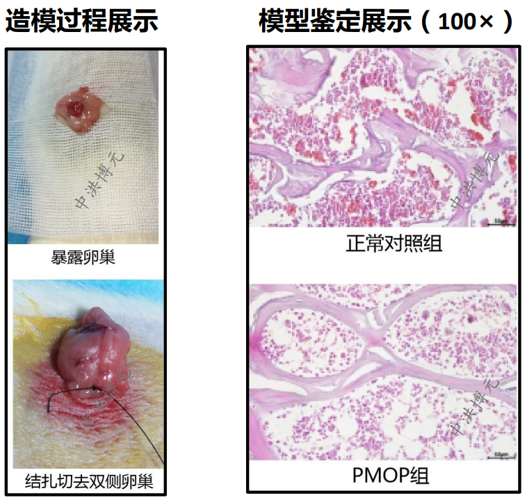 实验方法:实验动物:sd大鼠雌性(12-16周)疾病介绍:pmop的