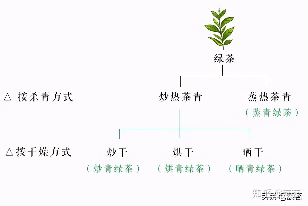 你们要的绿茶分类基础知识普及来了