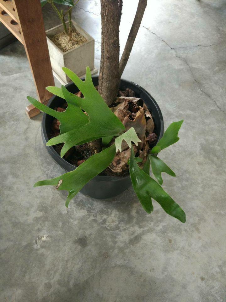 二叉鹿角蕨 - 知乎