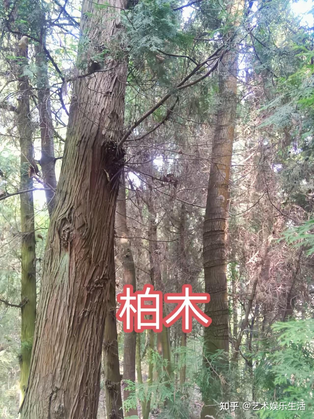 68种柏科植物,园林栽培的常用树种 - 知乎