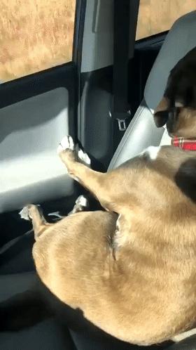 我寻思一只狗能有多记仇直到它绝育后每天去医院骂街