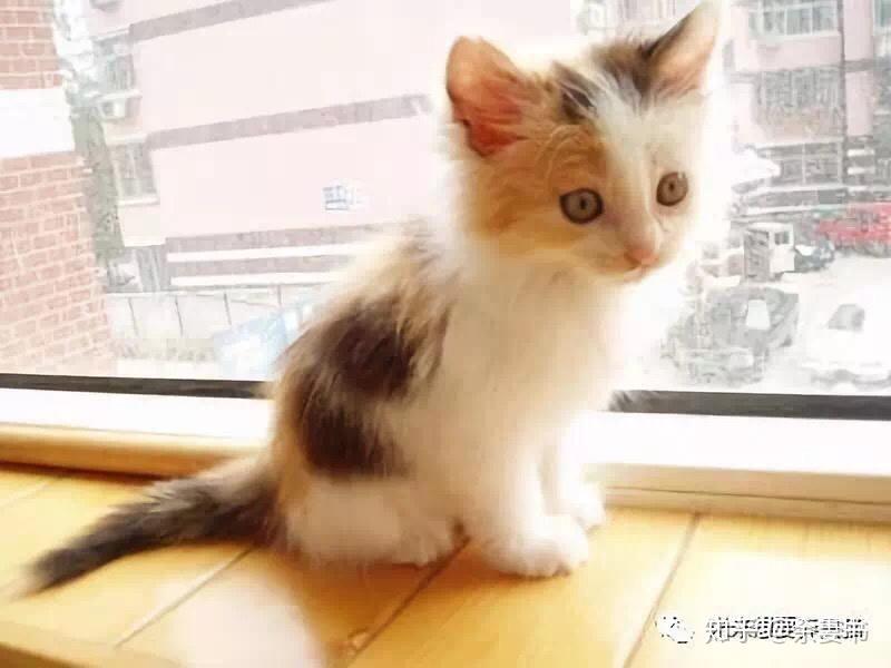很多人认为养土猫土,其实它们名贵起来,你买不到,全看缘分! - 知乎