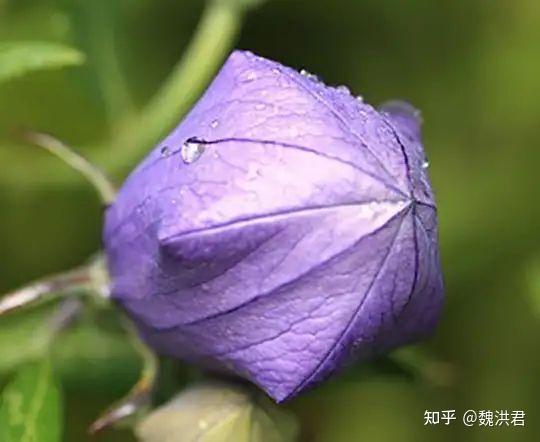 此"桔"非彼"桔",读音"结",所以不是桔子的梗.