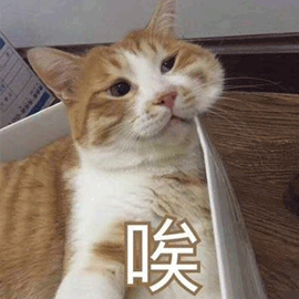 让猫不咬人还配合你演出这可能吗