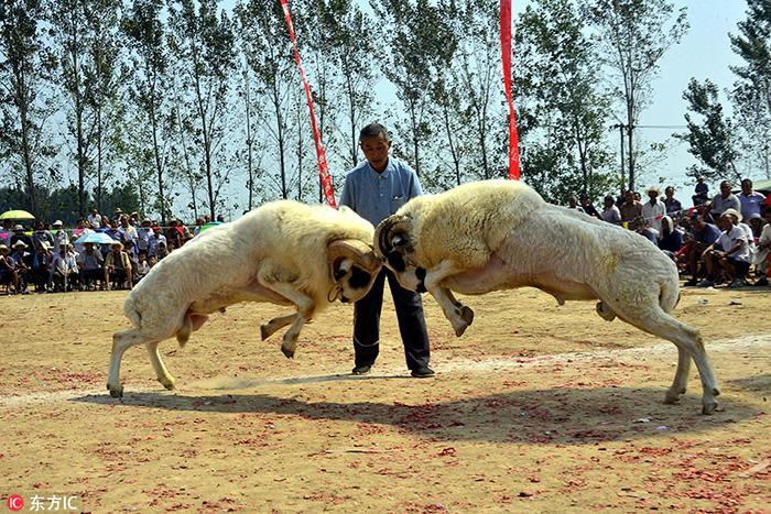 2017年9月12日,在山东聊城阳谷县李台镇四连村第十六届斗羊大赛"活动