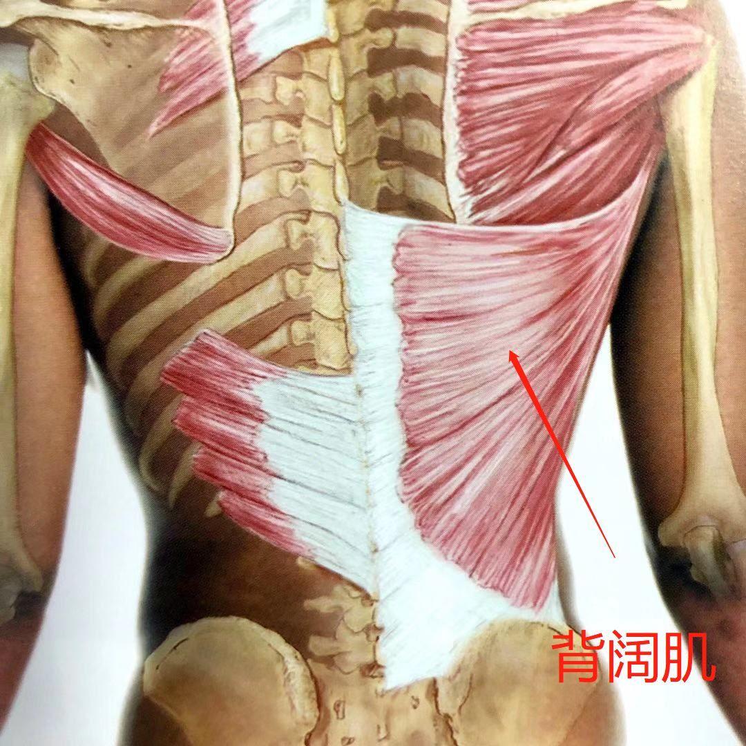 章老三教你如何放松背阔肌? - 知乎